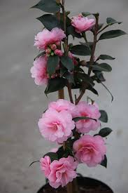 camellia