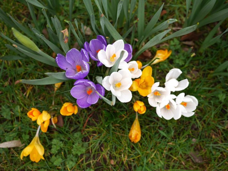 This image has an empty alt attribute; its file name is crocuses-2-1024x769-1.jpg